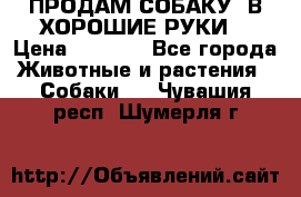 ПРОДАМ СОБАКУ  В ХОРОШИЕ РУКИ  › Цена ­ 4 000 - Все города Животные и растения » Собаки   . Чувашия респ.,Шумерля г.